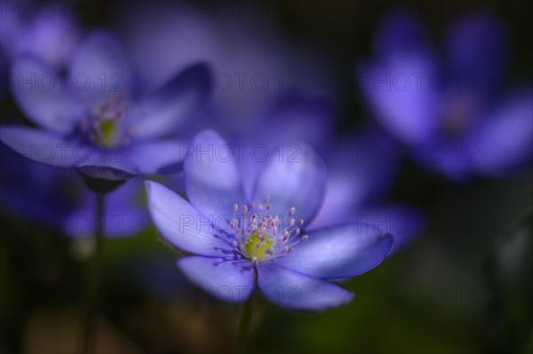 Blue Liverwort