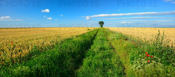 Field path through cultural landscape in summer