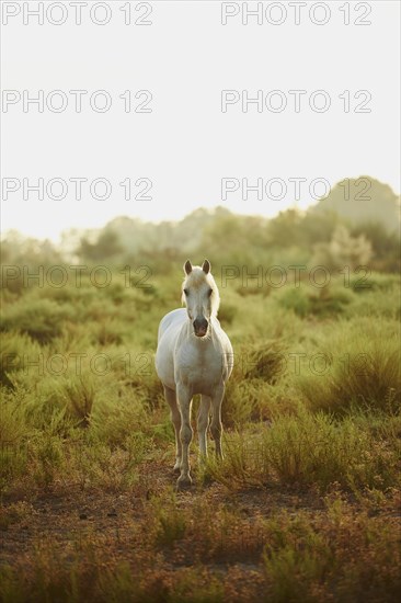 Camargue horse standing on salt meadow