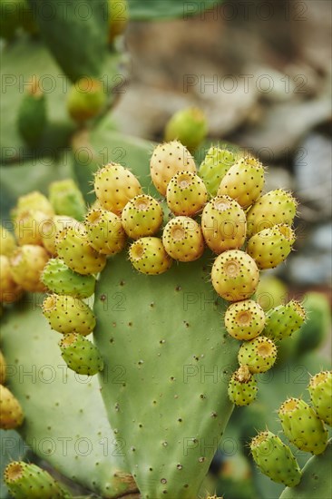 Prickly pear