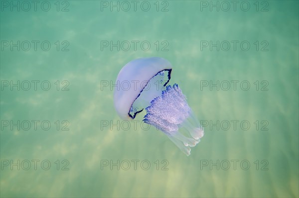 Dustbin-lid jellyfish