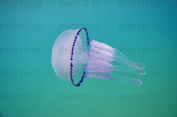 Dustbin-lid jellyfish