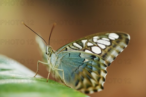 Blue Clipper