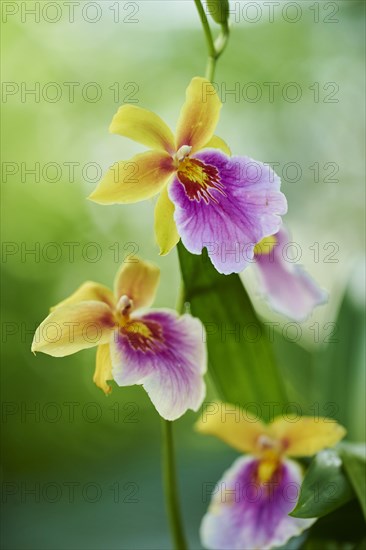 Tropical orchid