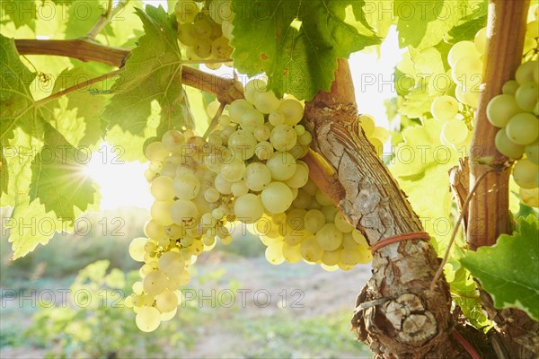 Ripe green grapes on a vine