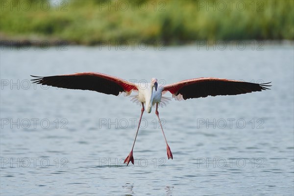 Greater Flamingos