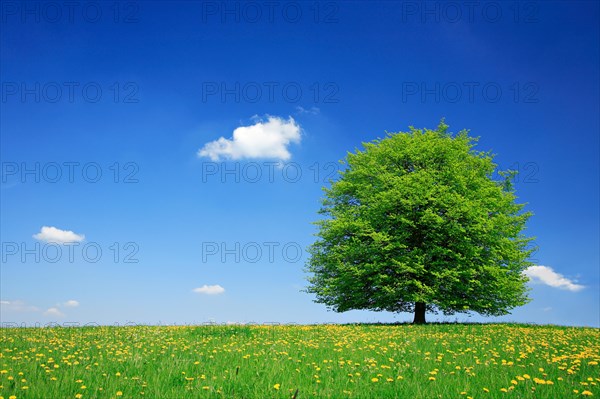 Solitary linden tree