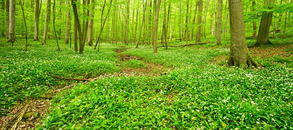 Natural mixed deciduous forest in spring