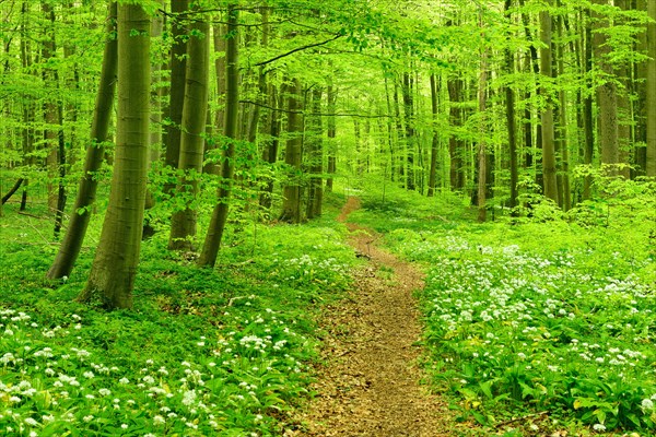 Hiking trail through semi-natural beech forest