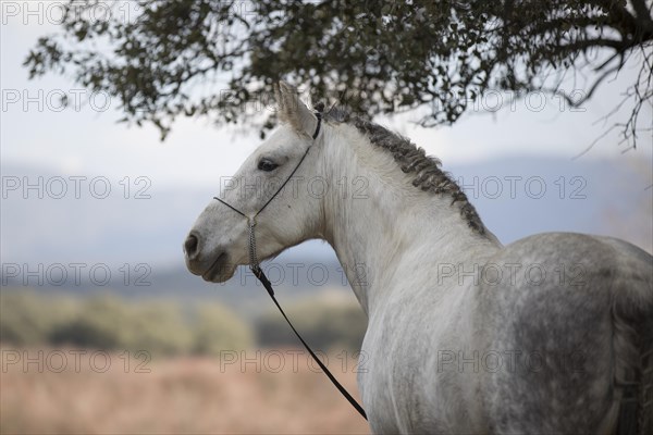 Andalusian horse