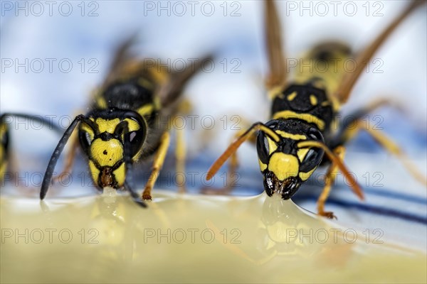 German wasps