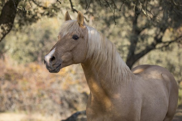 Spanish Palomino Stallion