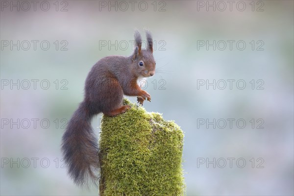 Eurasian red squirrel