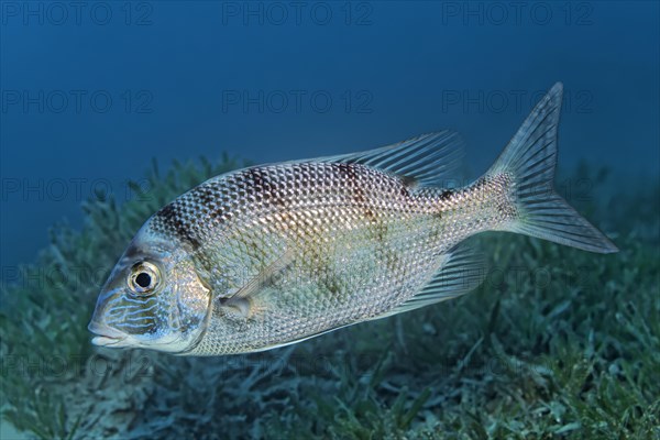 Sea bream