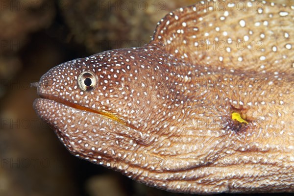 Starry moray