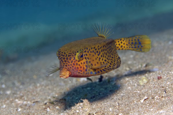 Yellow boxfish