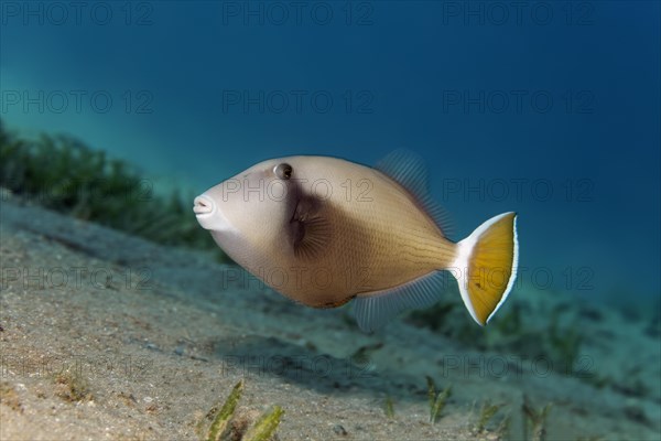 Bluethroat Triggerfish