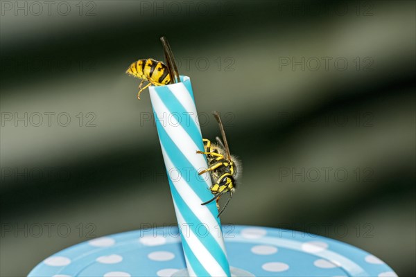 German wasps