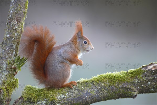 Eurasian red squirrel