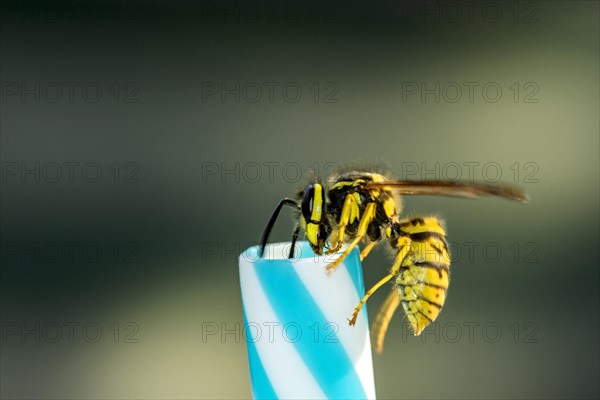 German wasps