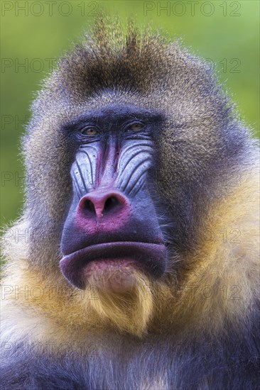 Mandrill