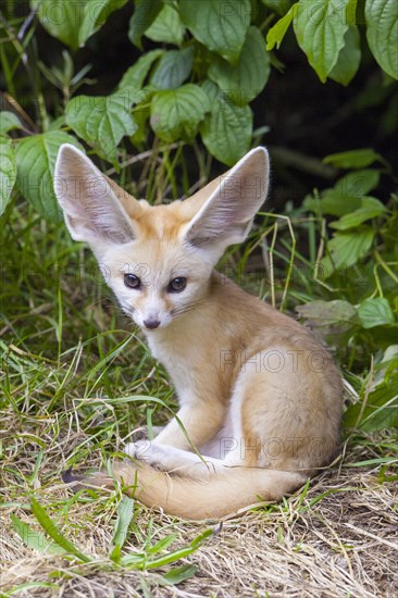 Fennec fox