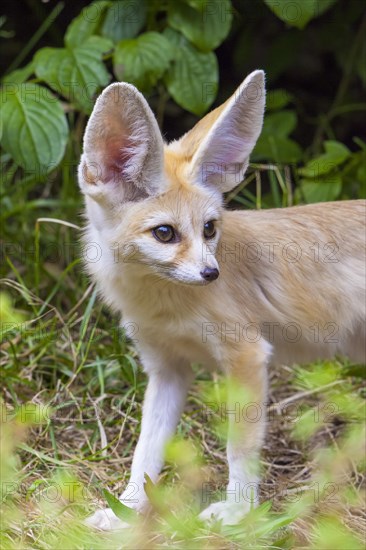 Fennec fox