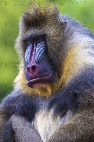 Mandrill