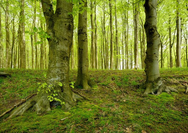 Natural Beeches forest