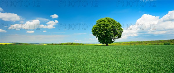 Large solitary horse chestnut