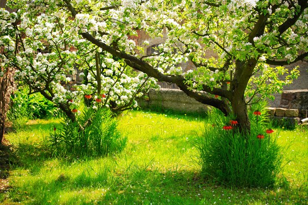 Sunny farmer's garden with blossoming apple trees and imperial crowns on green meadows in spring