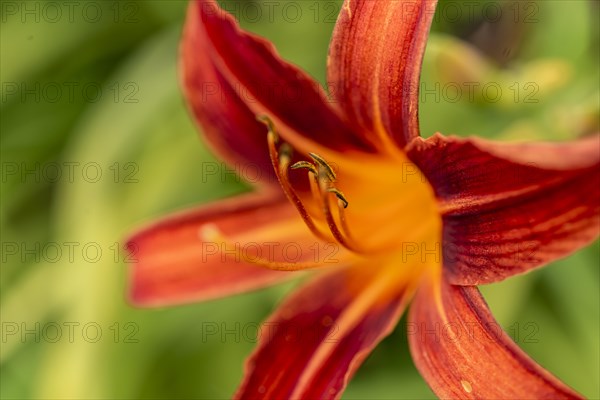 Fire lily