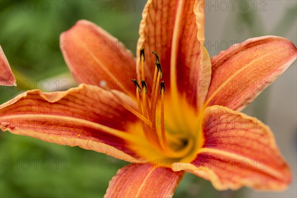 Fire lily