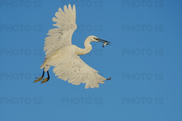 Little egret