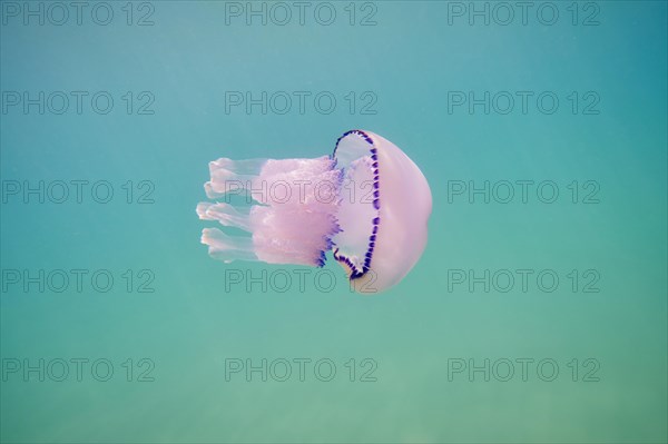 Jellyfish