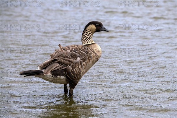 Hawaiian Goose