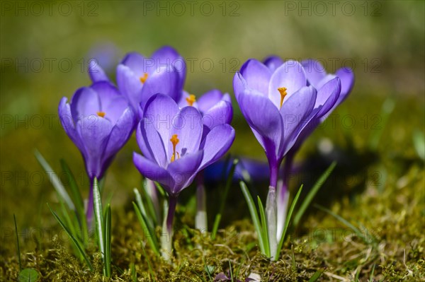 Purple Crocuses