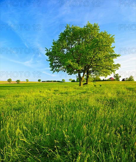 Two oak trees