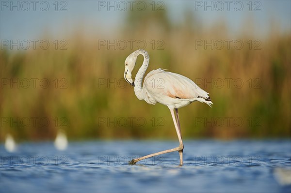 Greater Flamingos