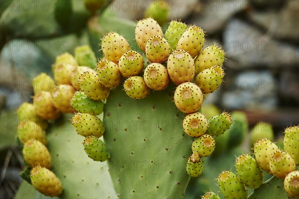 Prickly pear