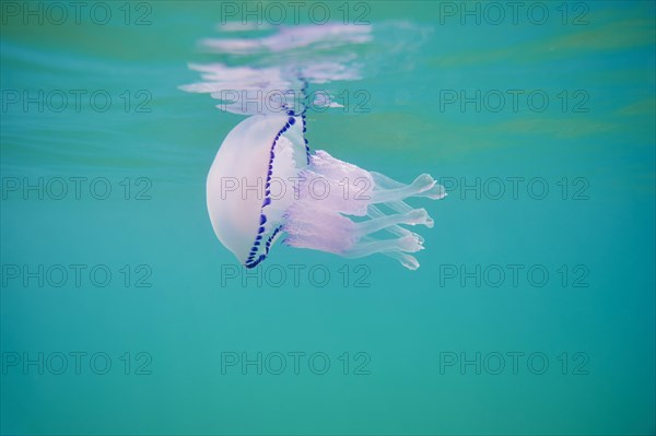 Jellyfish