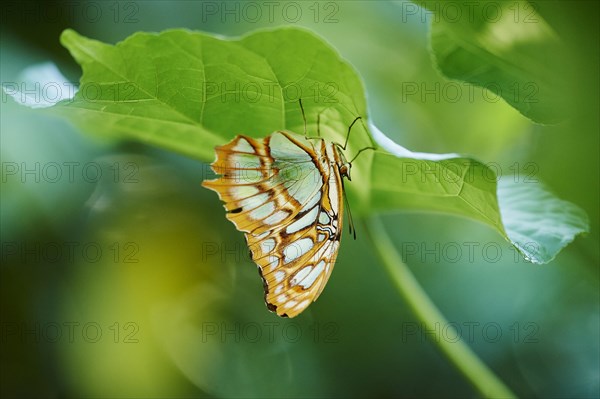 Malachite butterfly