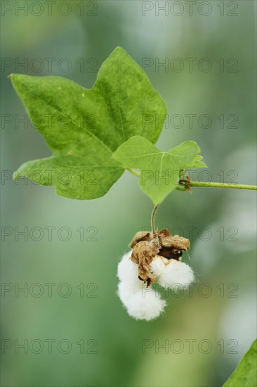 Levant cotton