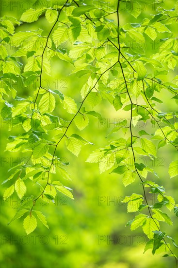 Branches with fresh green beech leaves