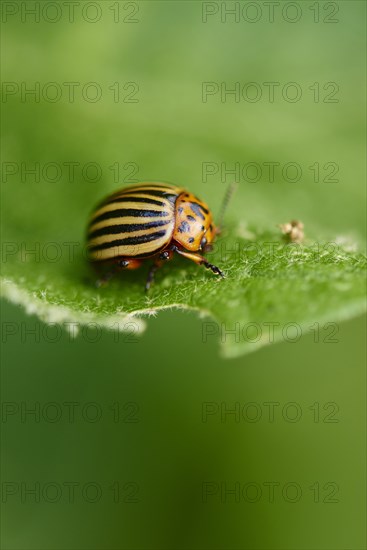 Colorado potato beetle