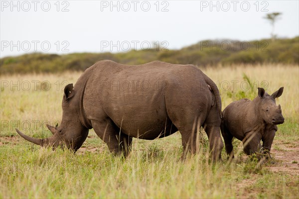 White rhinoceros