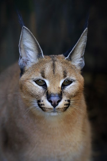 Caracal