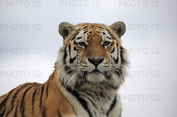 Bengal tiger