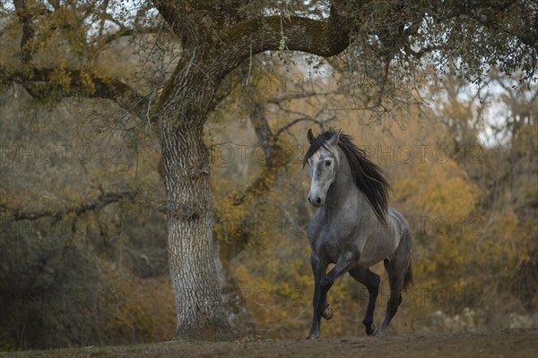 Young P.R.E. stallion