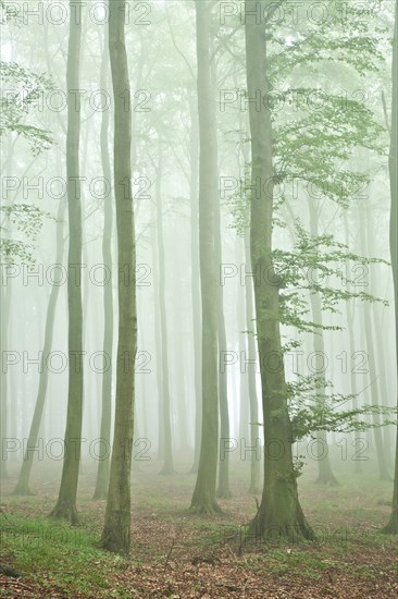 Beech forest in dense fog